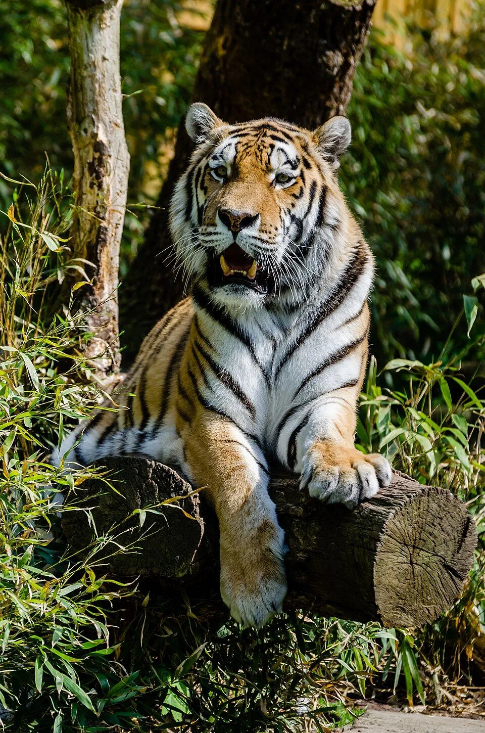 🐅 26 сентября — День тигра: национальный парк «Земля леопарда», где тигры возвращаются...