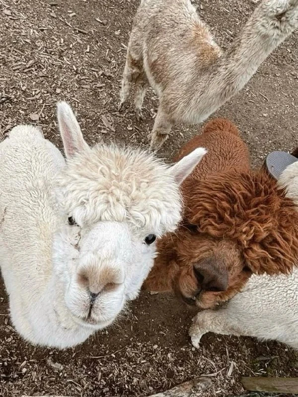 Где встретить альпак в Ленинградской области 🦙