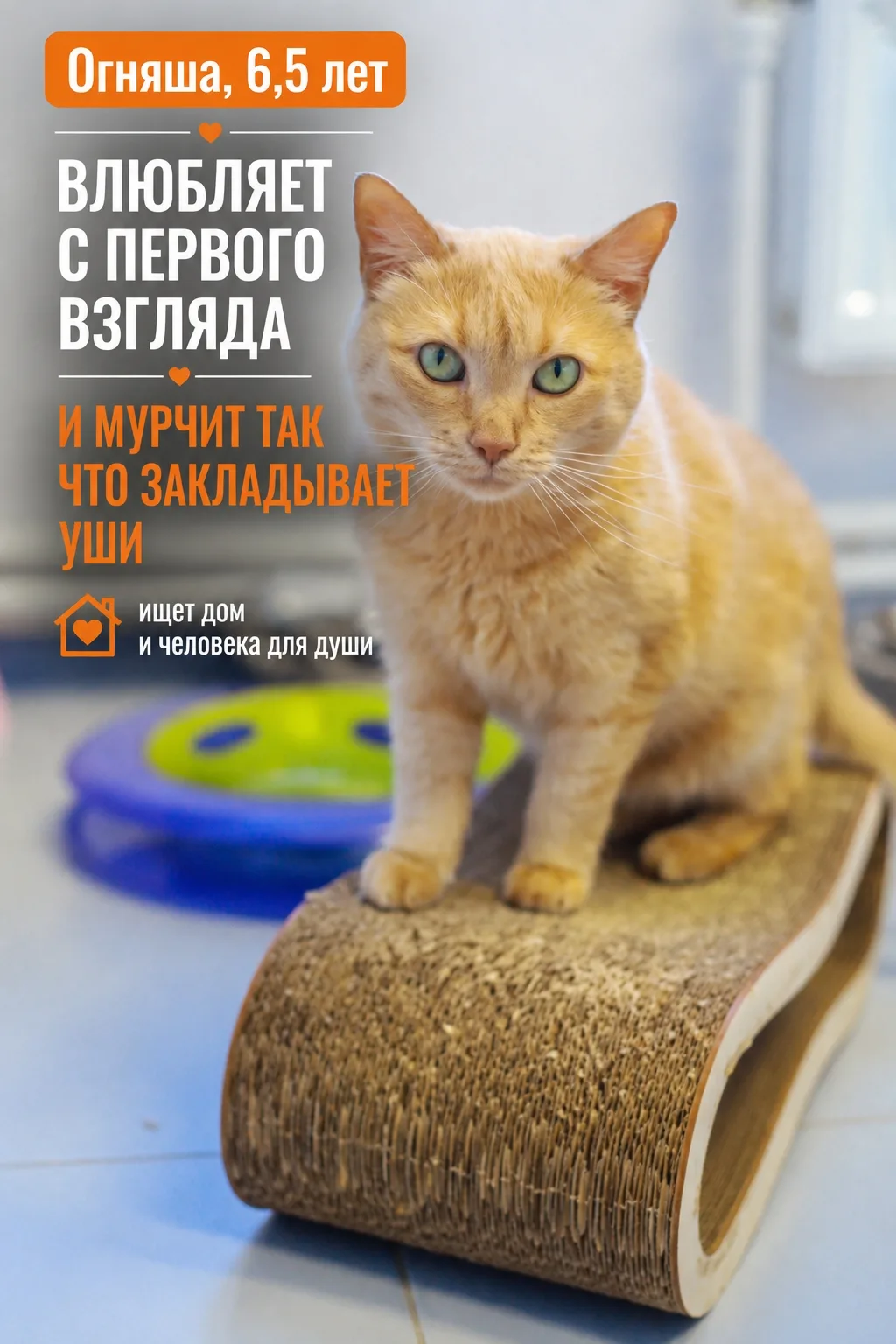 Огняша — кошка мгновенной любви. Ей не нужно время на «присмотреться», она сходу запрыг...