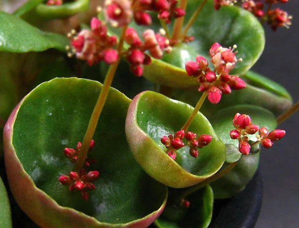 🪴 Крассула зонтичная "Винный кубок"