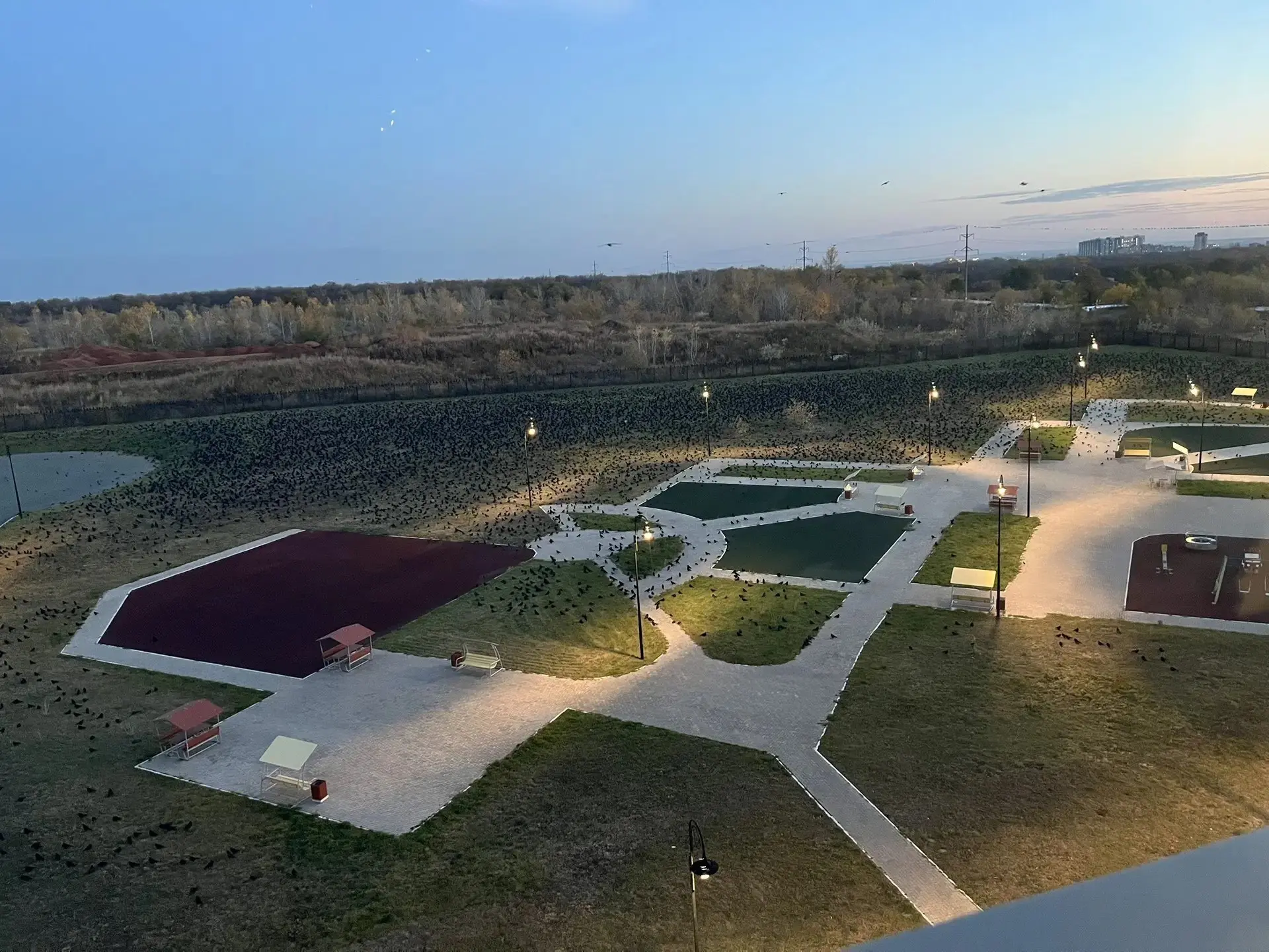 Нашествие птиц сегодня запечатлели в областной детской больнице  😲