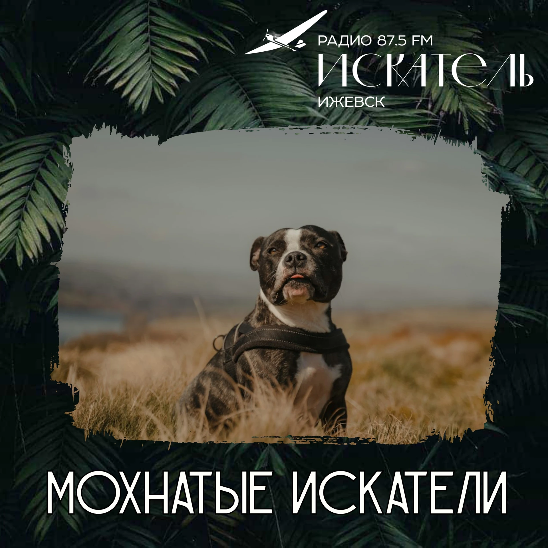 🐕 Стаффорд: боец, ставший нянькой