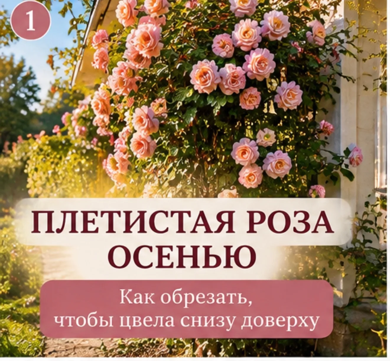 🍂 Как обрезать плетистую розу осенью: чтобы цвела по всей длине