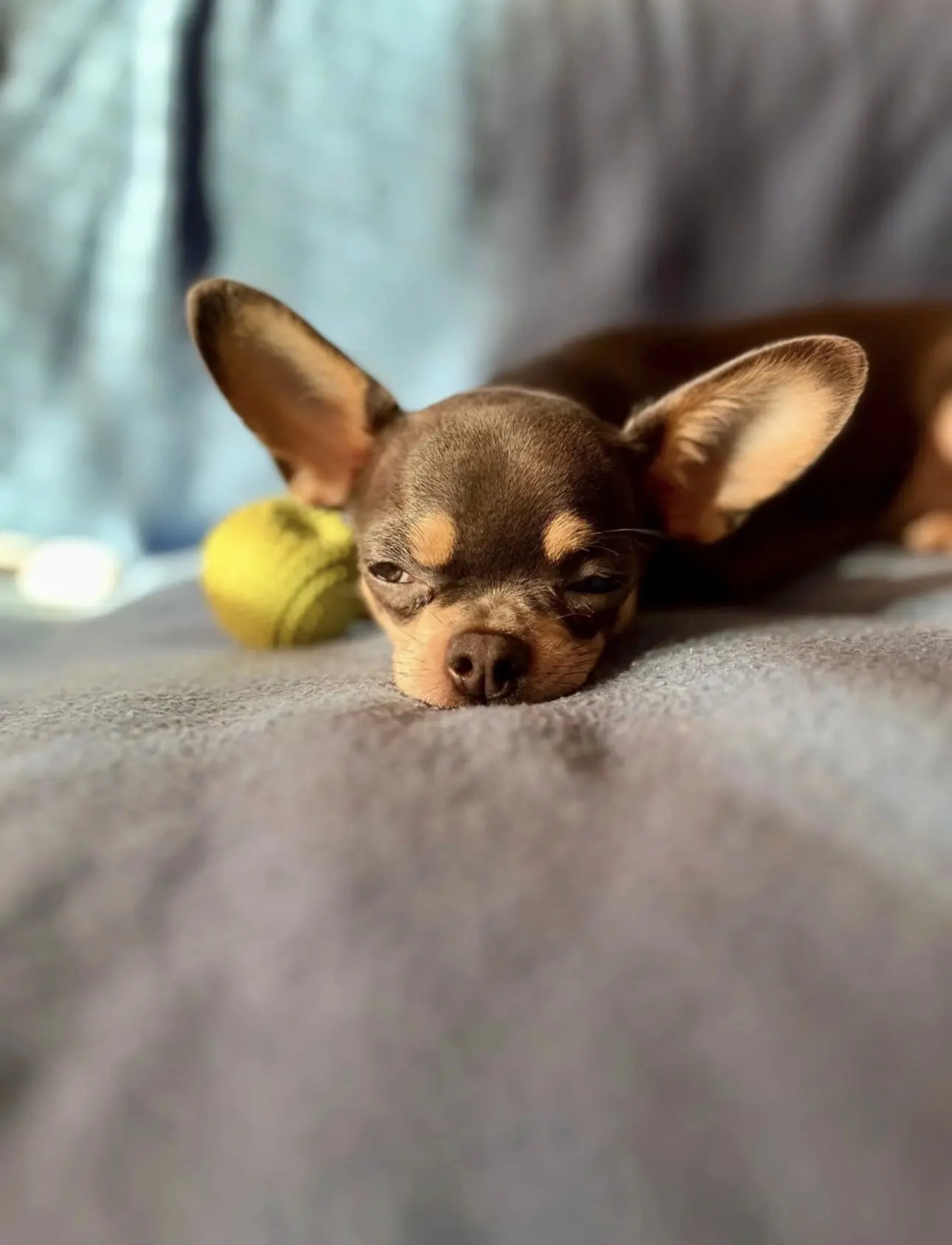 🐾🙃☀️