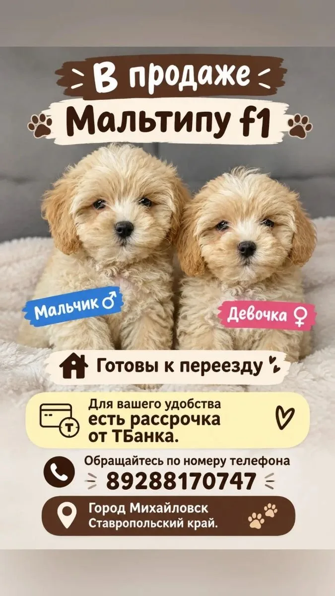 📌 Щенки Мальтипу f1