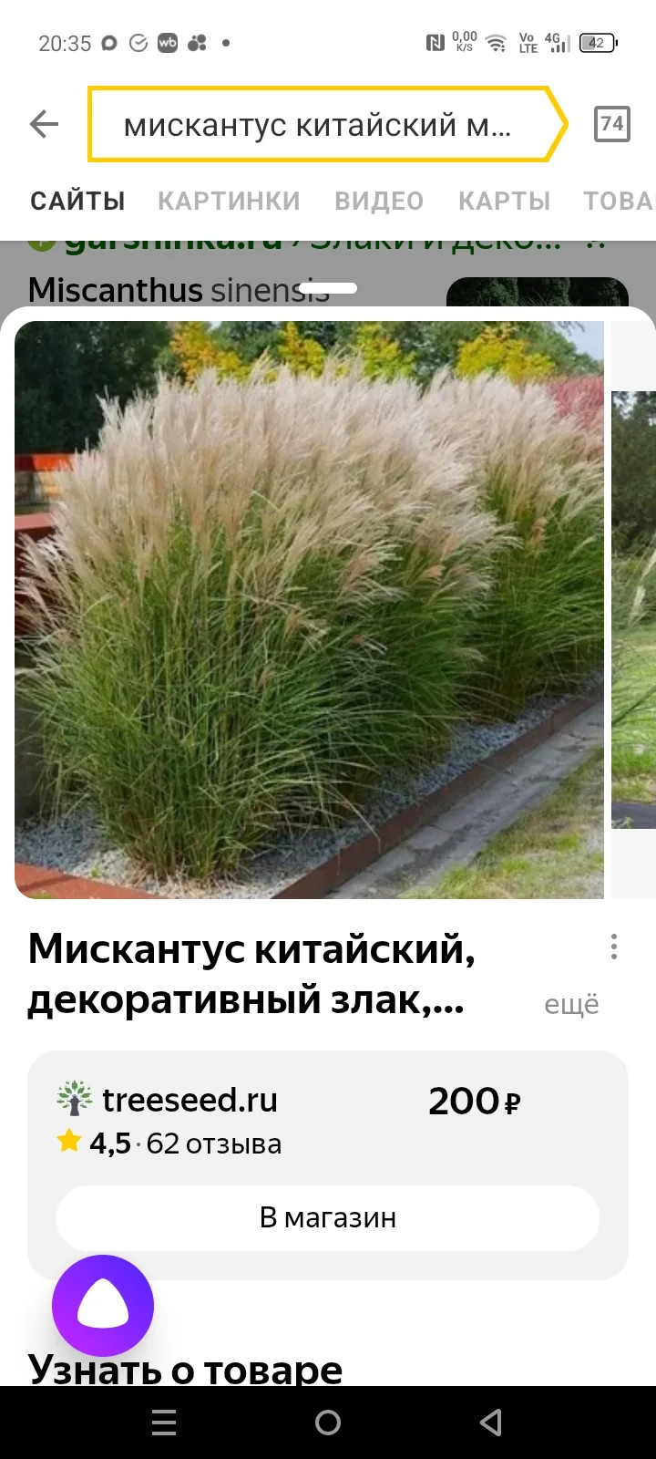 Продаю мискантус китайский, кусты большие 400р.