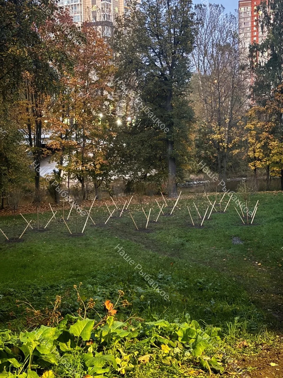 Рыбацкий проспект, 57: затопленную территорию привели в порядок