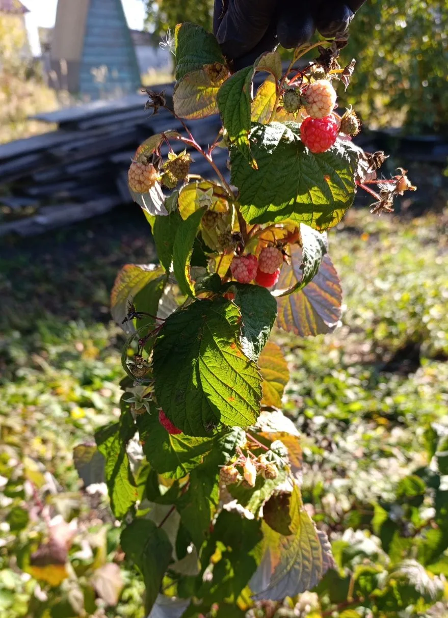 малина 🍓 🤌