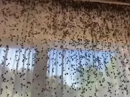 🪲 Мраморные клопы массово лезут в дома жителей Кубани.