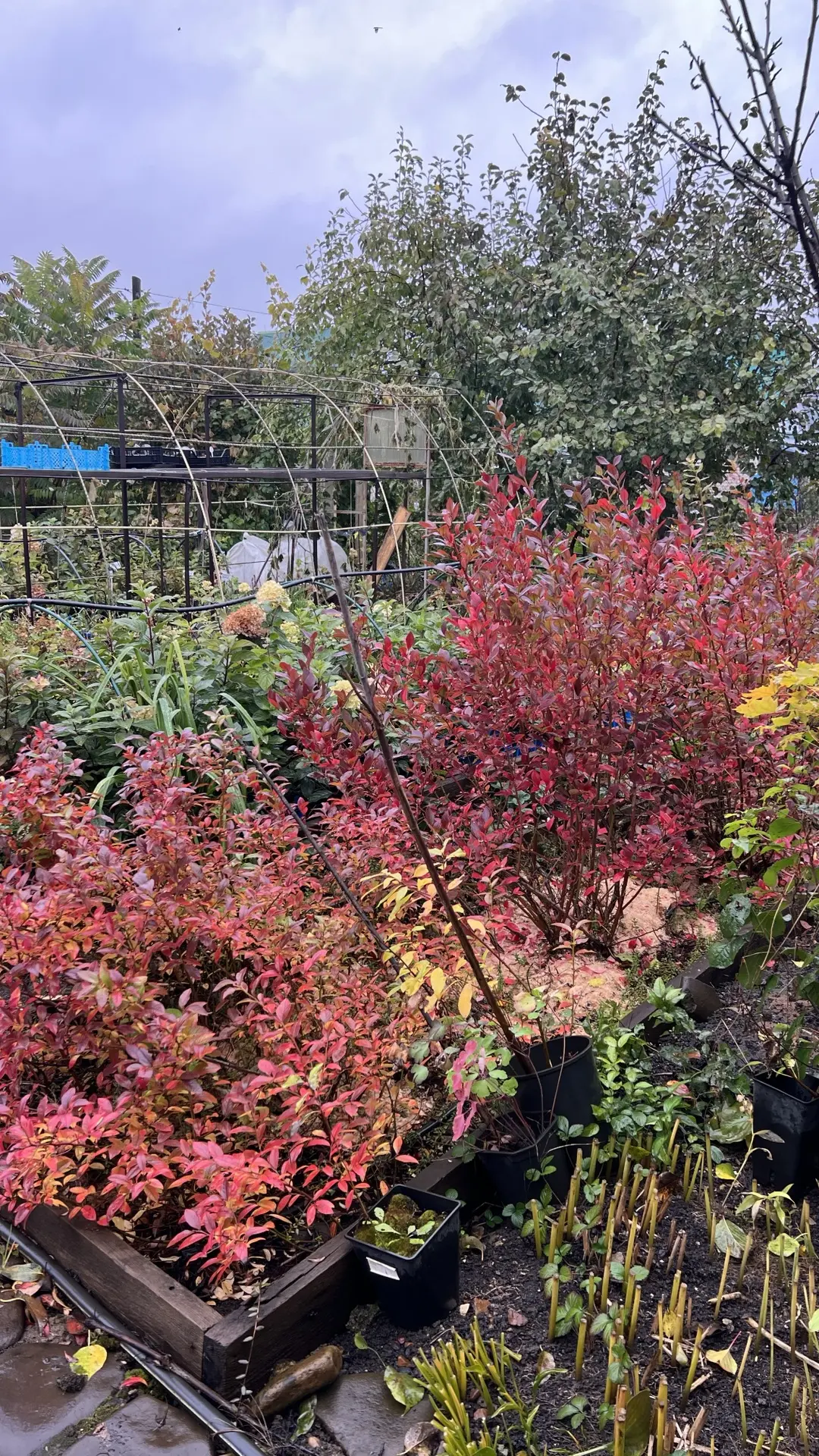 🍂 Осенняя красота нашего сада