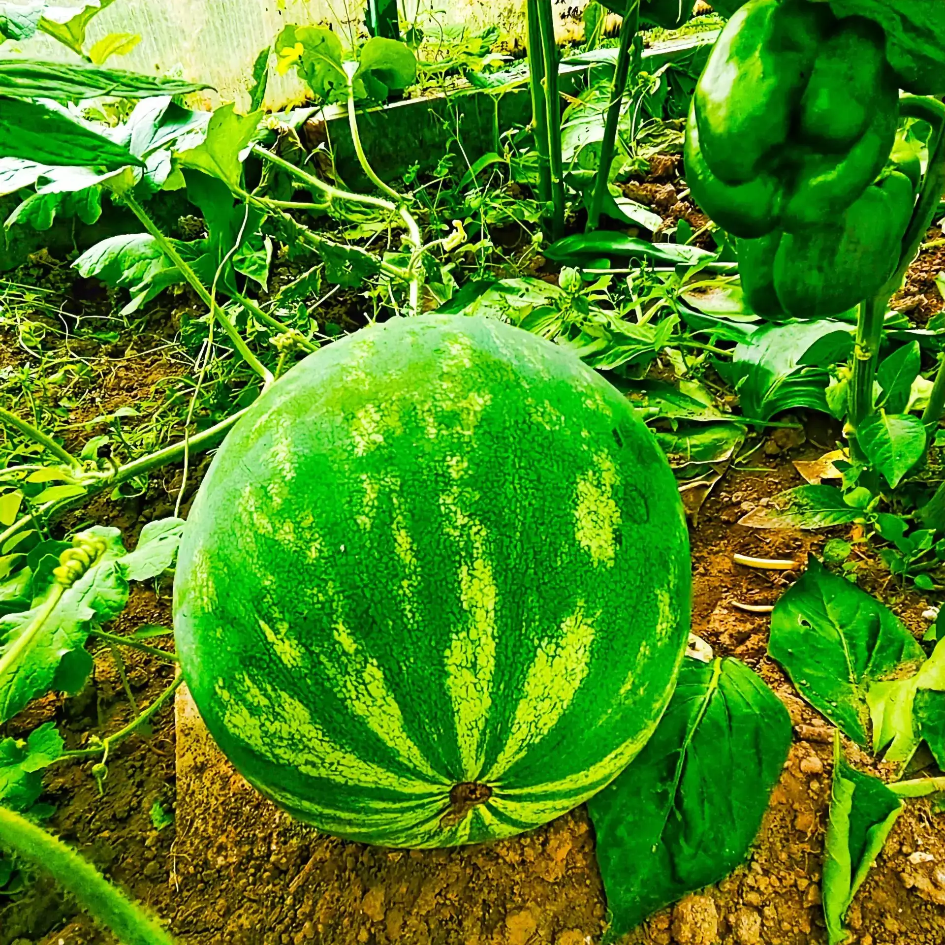 🍉 В продолжении темы о кольчугинском урожае (из предложки)