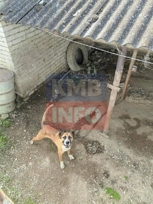 → Здравствуйте я со ст.Георгиевская рядом со мной живут люди, которые держут трех собак...