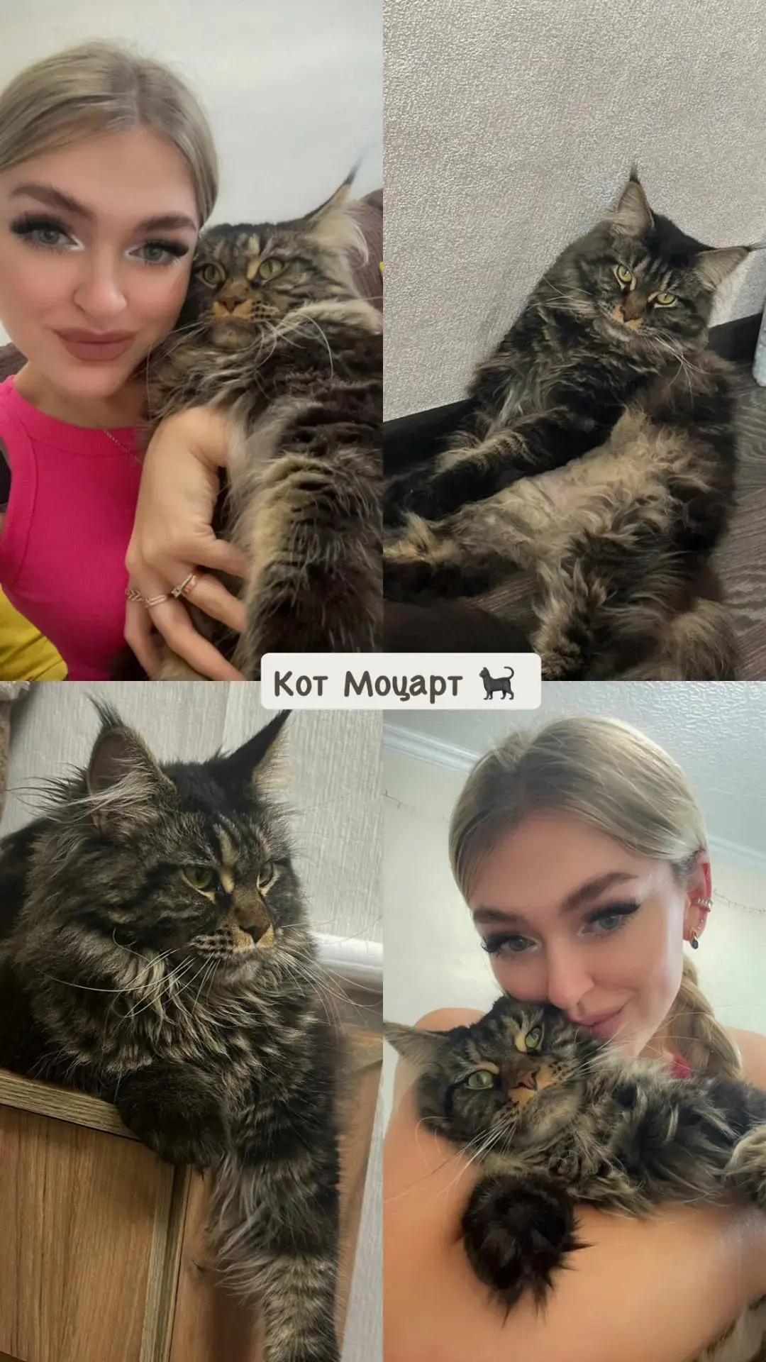 Кот Моцарт инвестирует счастье ✨🦁