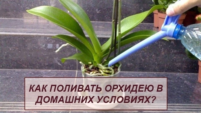 🌱КАК ПОЛИВАТЬ ОРХИДЕЮ В ДОМАШНИХ УСЛОВИЯХ?