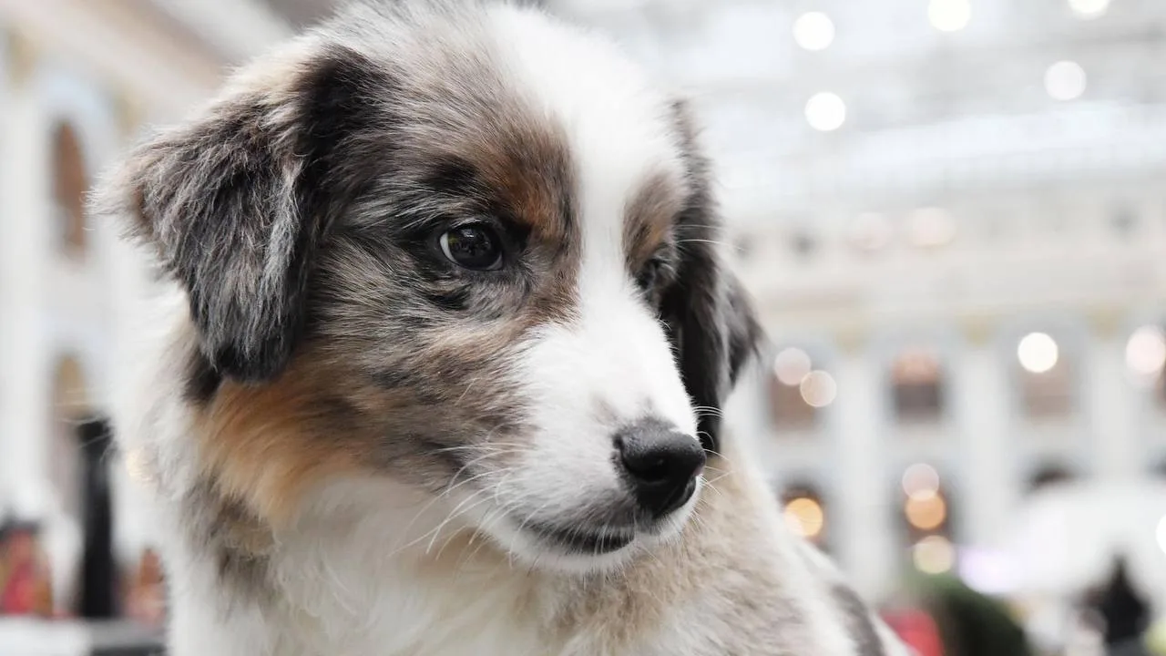🐕 В Пермском крае планируют построить пять приютов для бездомных собак.