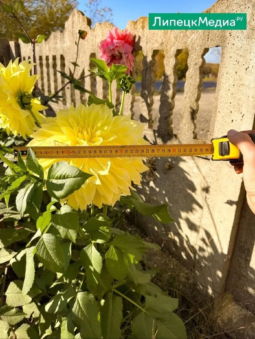🌸 Огромная георгина рекордного размера в Ельце