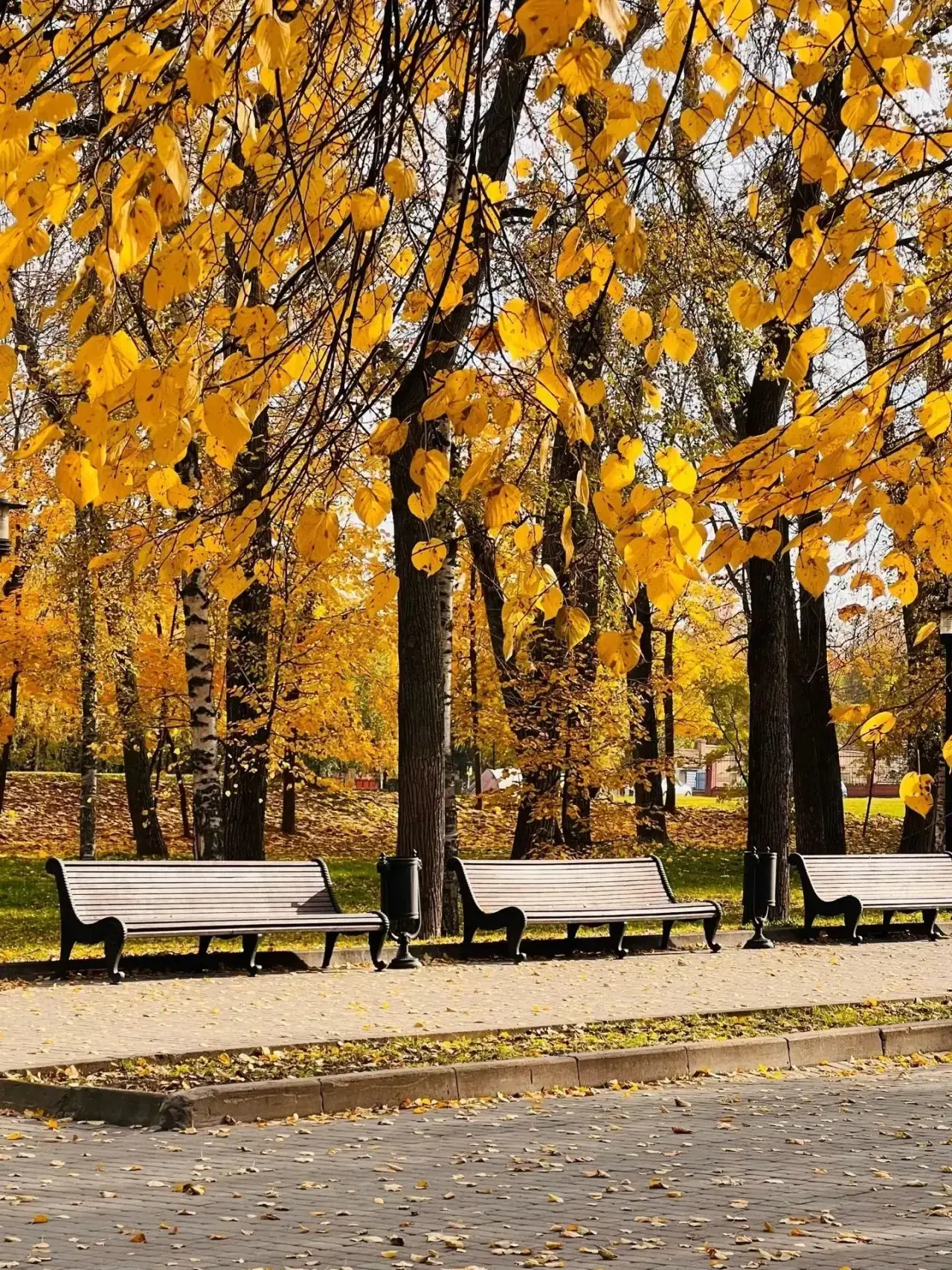 Золотая осень в парке Горького