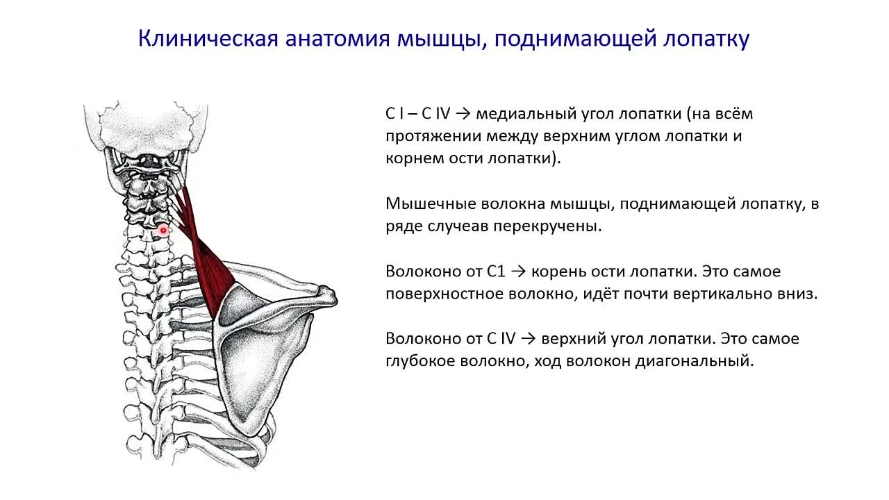 Мышца, поднимающая лопатку (m. levator scapulae). Начинается от задних бугорков попереч...