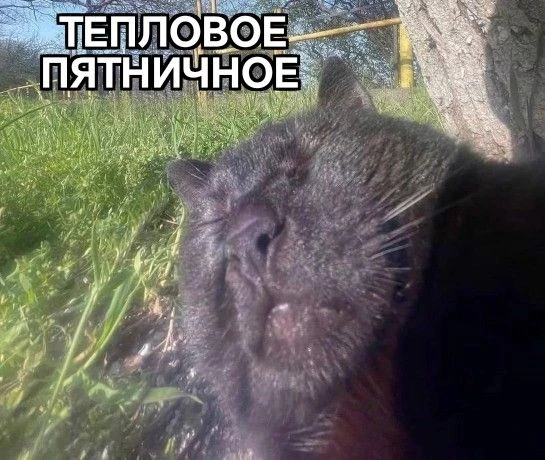 #мчп