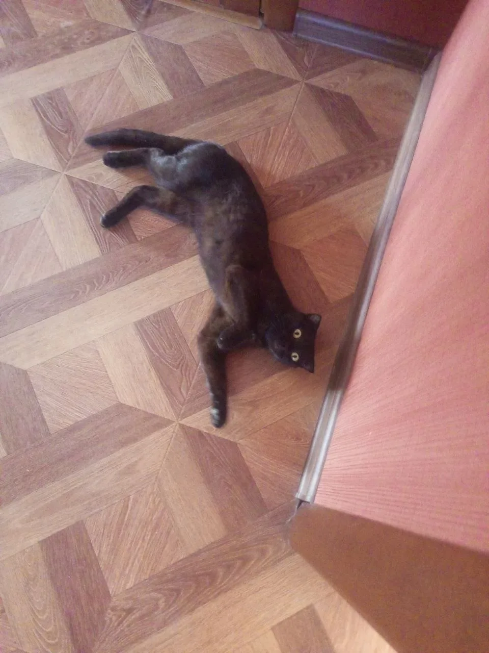 Котик, потерялся в конце августа в селе Цемдолина.