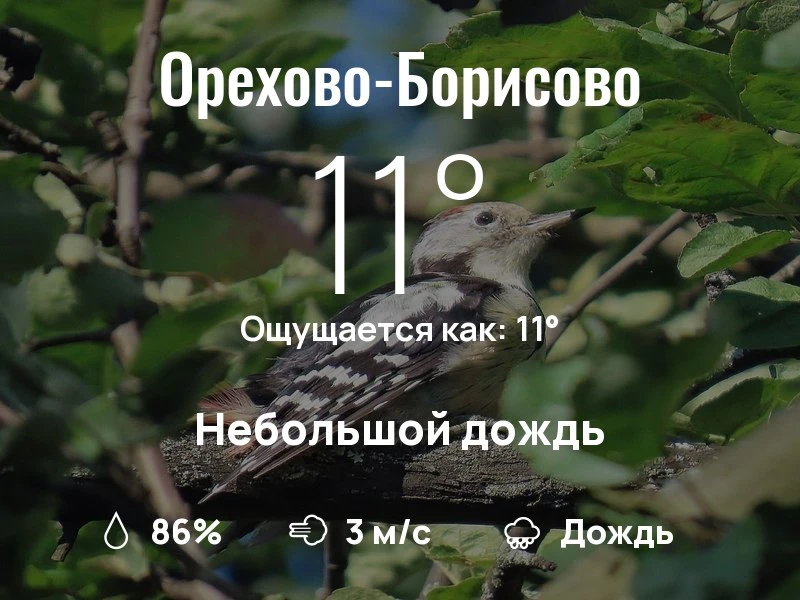 Что с погодой в Орехово-Борисово?