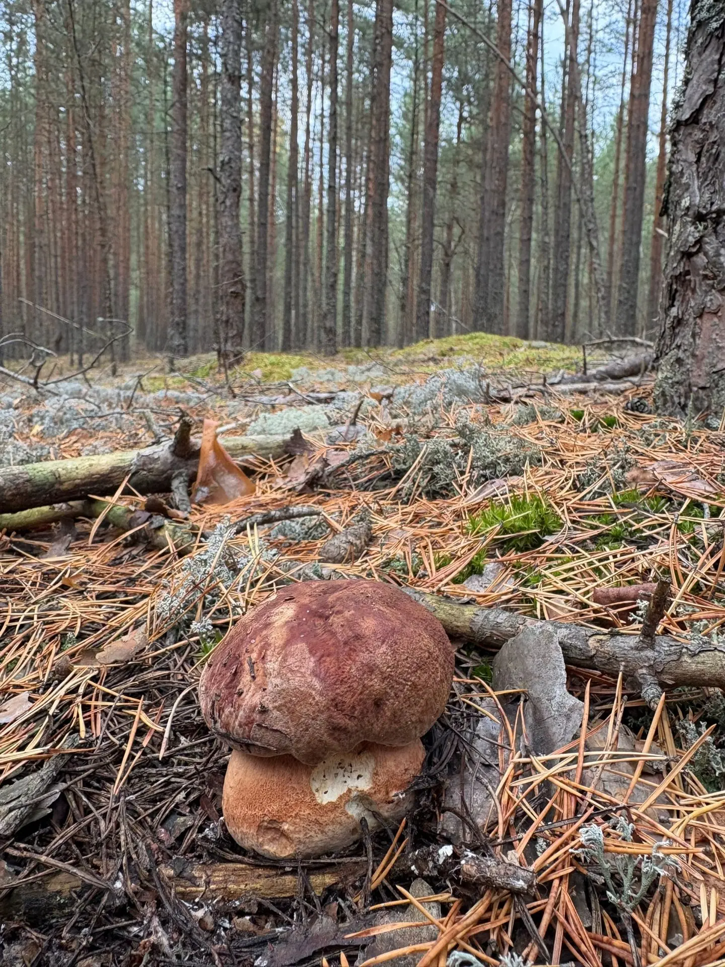 Владимирская обл., Камешковский р-н., Грезино.