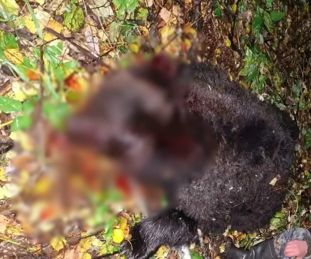 🐻 В Солтонском районе  предположительно застрелили медведя, напавшего на 15-летнего по...