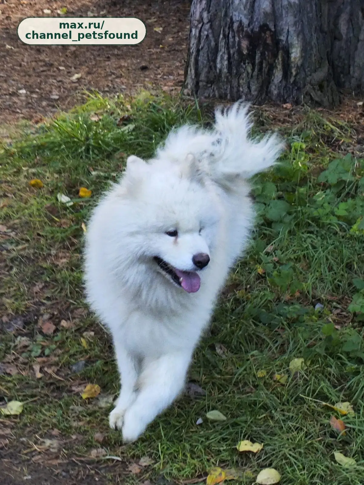 🐾 Найден питомец — Нижний Тагил