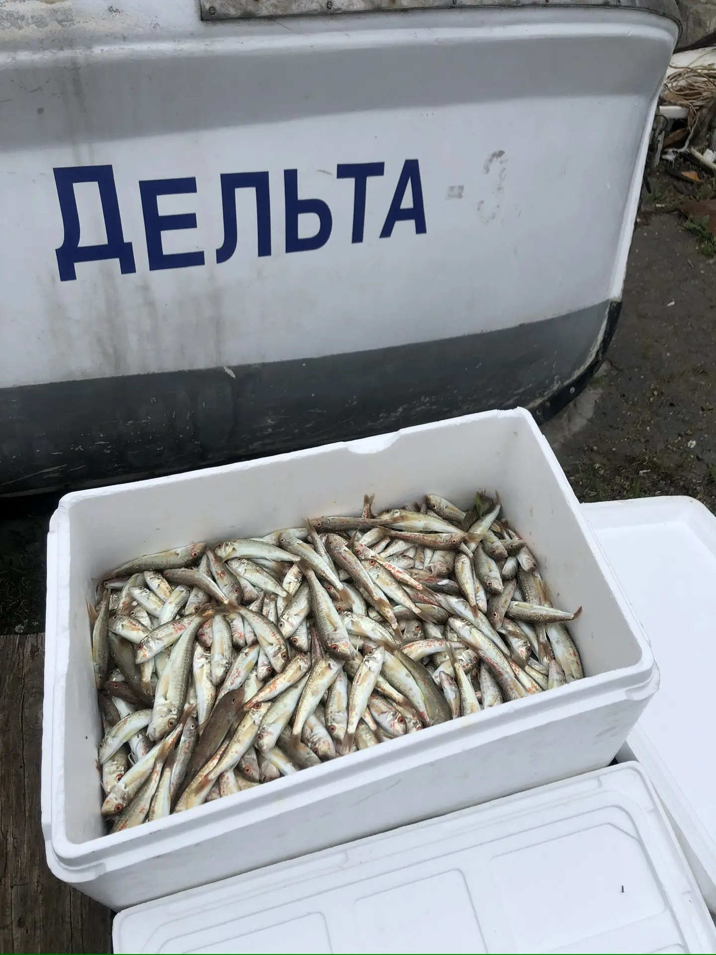 ‼️КРАСНОДАРСКИЙ ЭКСКЛЮЗИВ 🐟ТОЛЬКО ВЫЛОВИЛИ! ОХЛАЖДЕННАЯ БАРАБУЛЯ😍 АААА