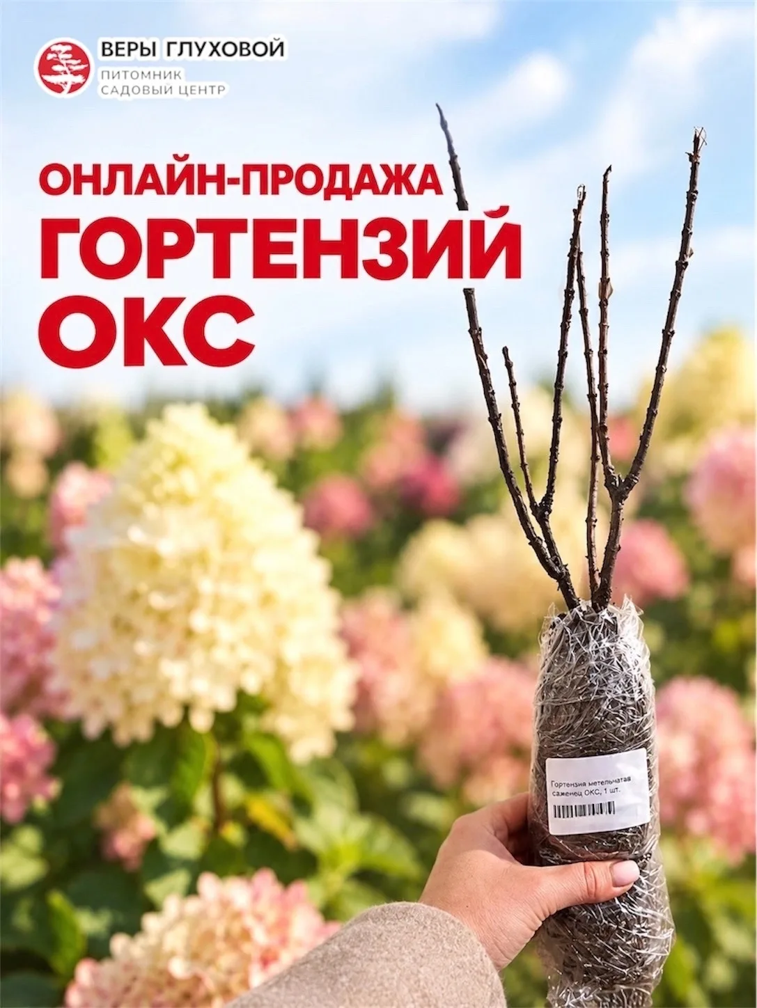 🌸 НОВЫЕ СОРТА ОКС ГОРТЕНЗИЙ В ИНТЕРНЕТ-МАГАЗИНЕ 💻