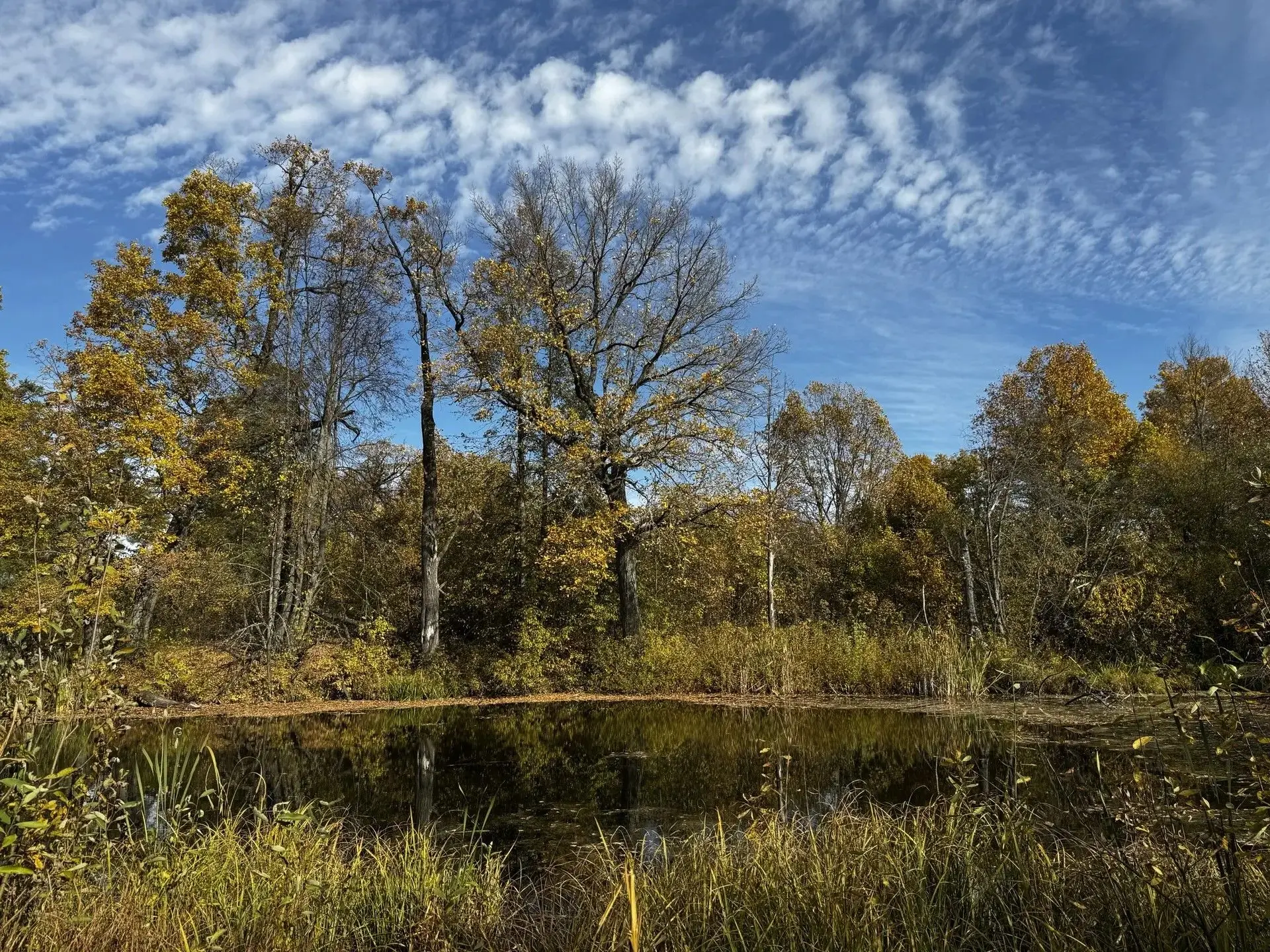 🍂🍁Лес, точно терем расписной,
