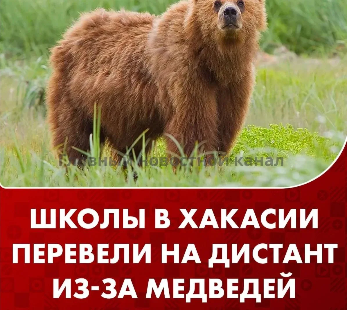 Три школы в Хакасии перешли на дистанционное обучение из-за медведей