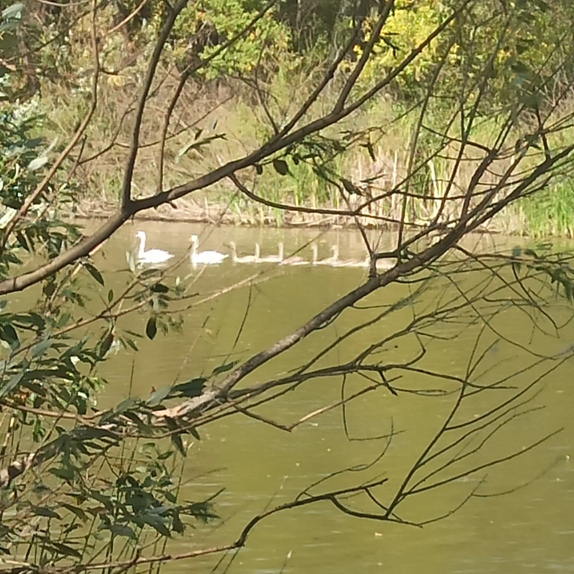 🦢 Образцовая многодетная семья в Илекском районе: на местном водоёме заметили пару леб...