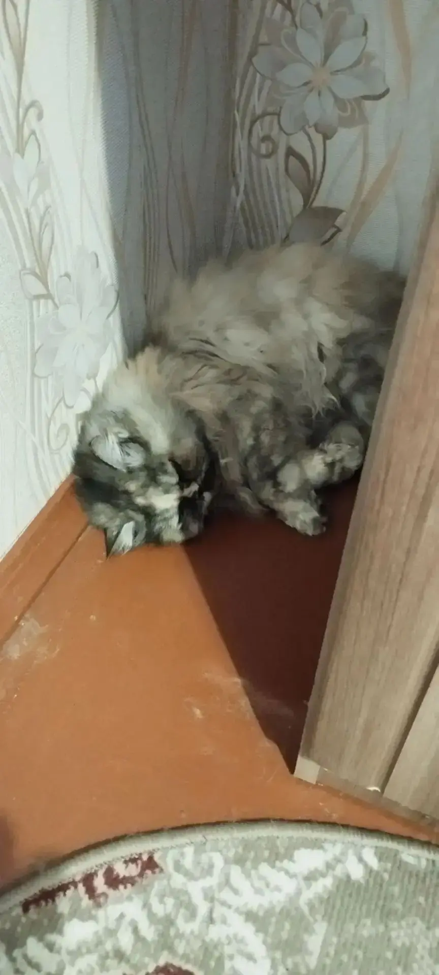 Лучшего места нет, как спать за шкафом 🤣