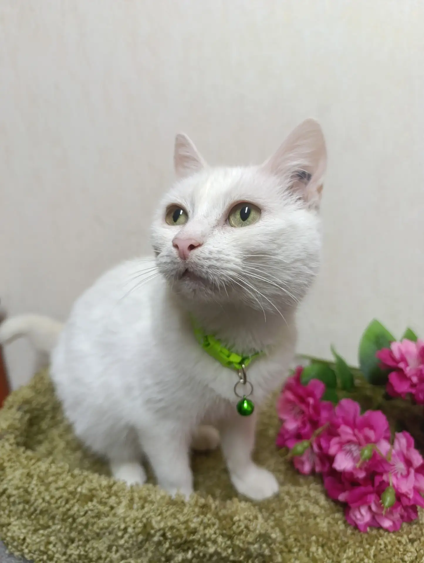 ЛАНА