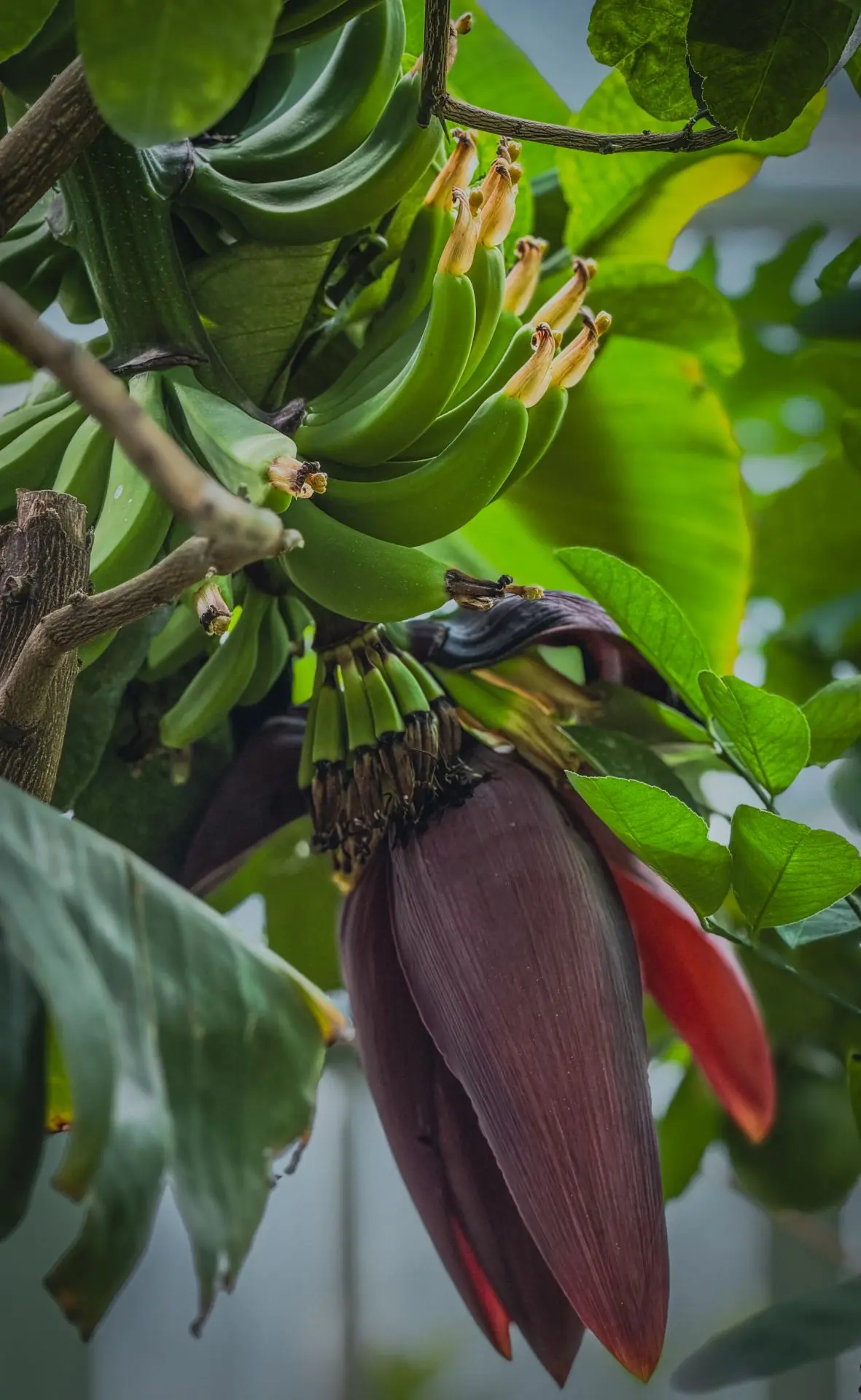 🍌 А у нас снова тропики! 🌴