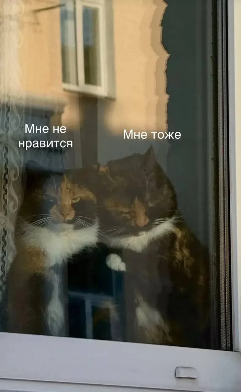 😼 В городе заметили тех самых «бабушек на скамейках», следящих за одним из районов