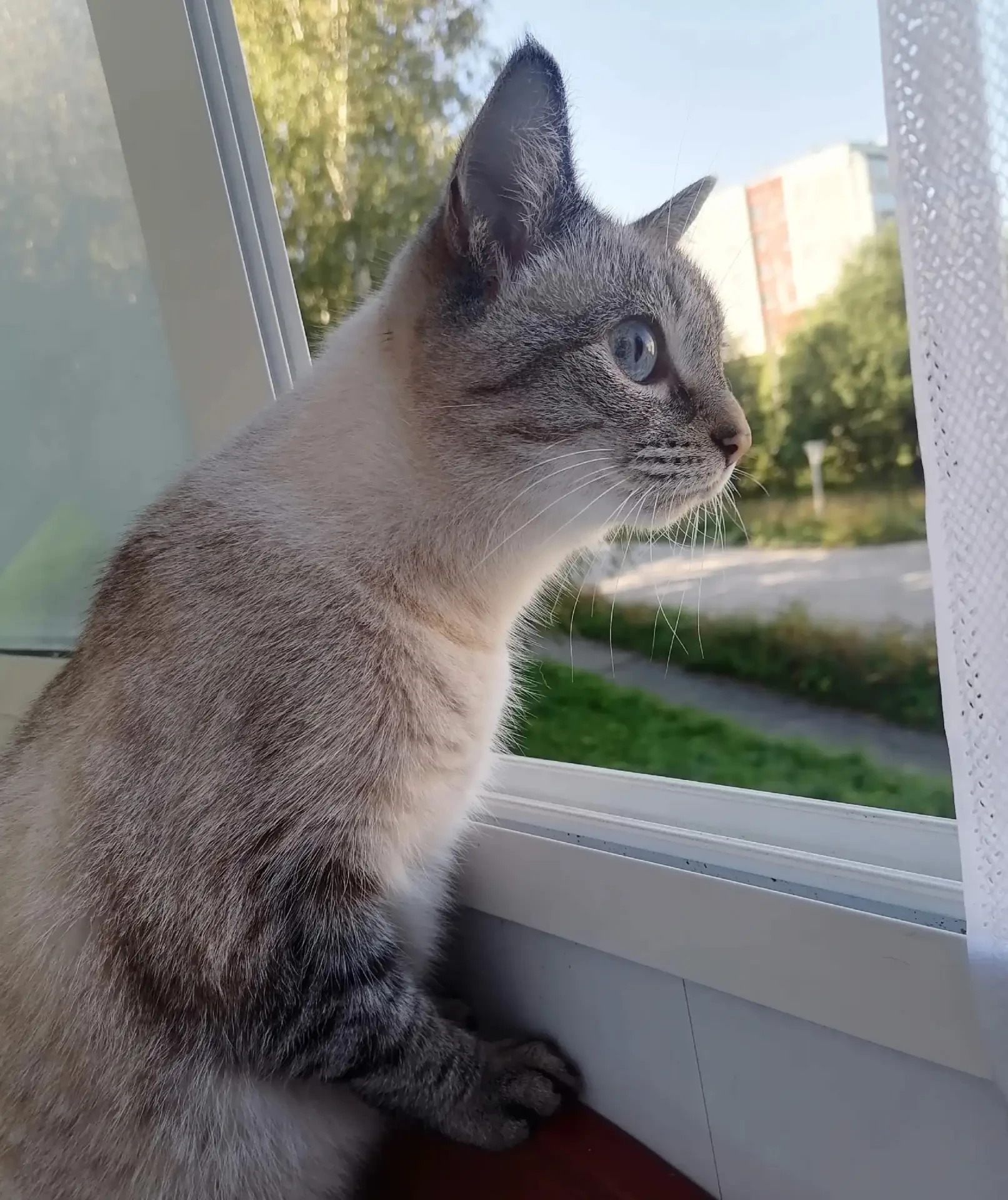 Кошка пропала на Суворова