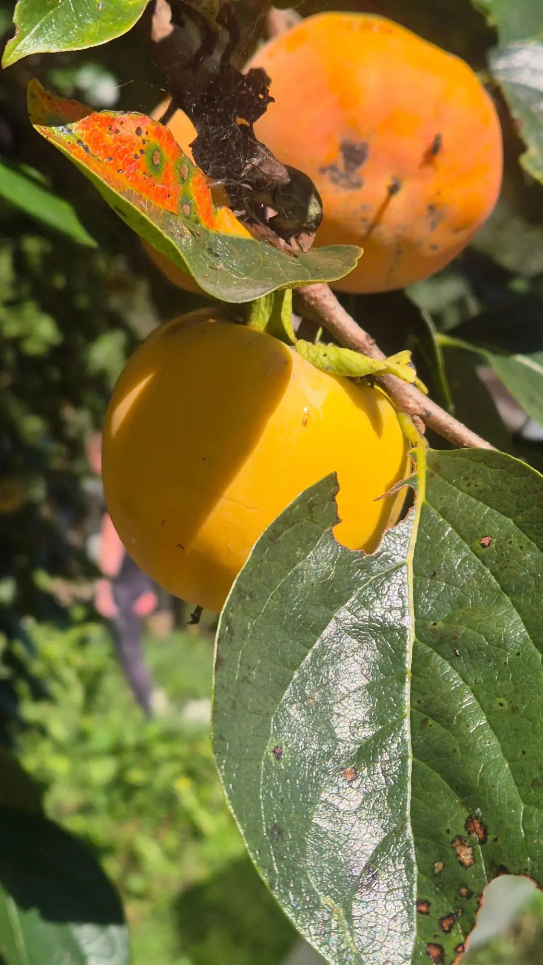 🍊 Хурма и фейхоа в Абхазии: осенний вкус Кавказа