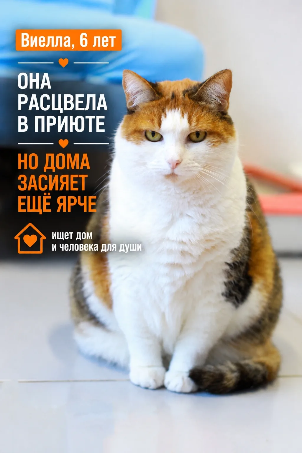 Виелла — ярчайший пример того, как забота, любовь и внимание способны полностью преобра...
