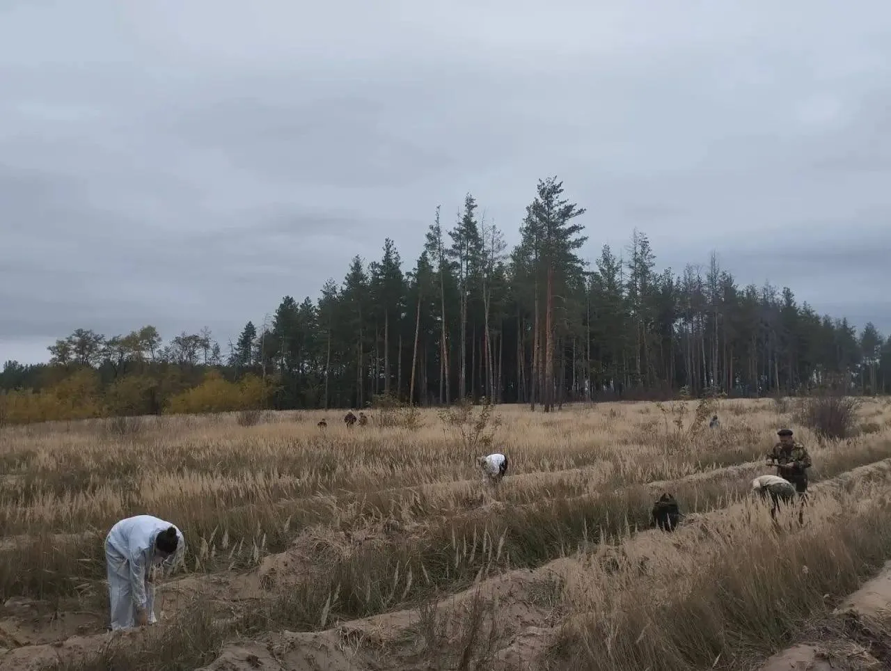 🌲 В Семилукском лесничестве высаживают молодые деревья в рамках акции «Сохраним лес».