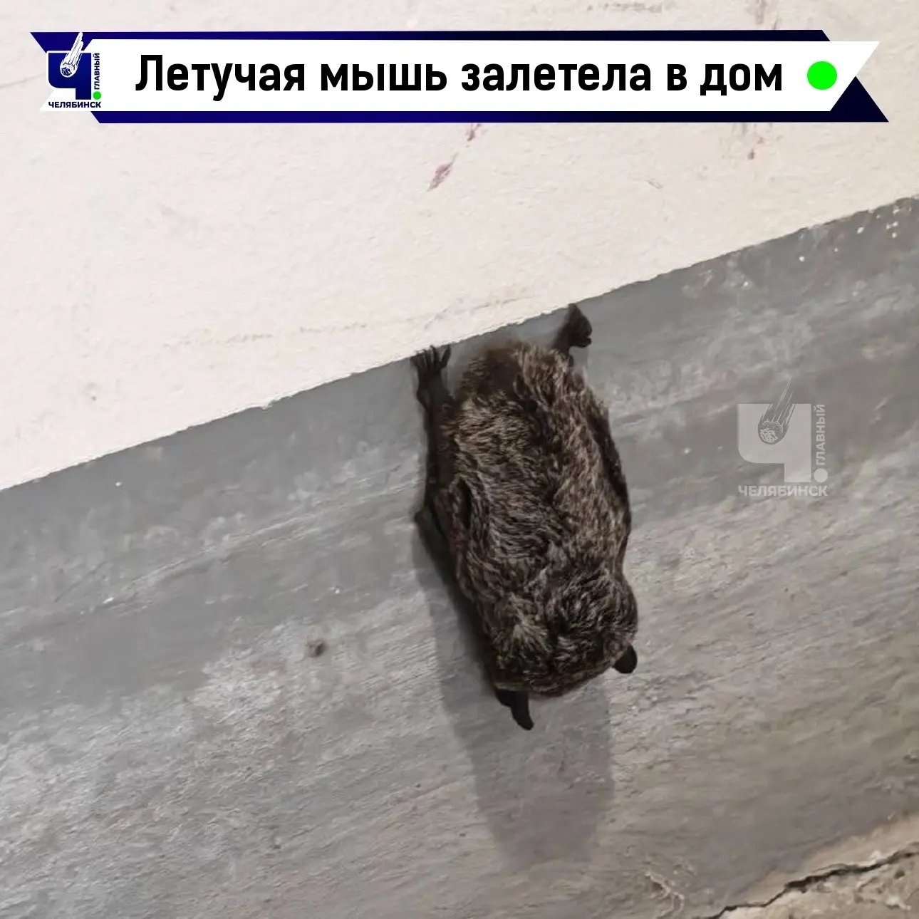 🦇 Незваный сосед поселился в доме у жителей Чебаркуля