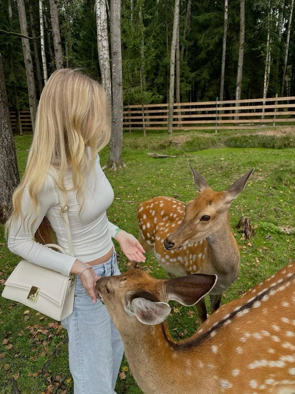 🦌 Бесплатно погулять среди оленей можно в Ораниенбауме с 08:00 до 10:00 и с 18:00 до 1...