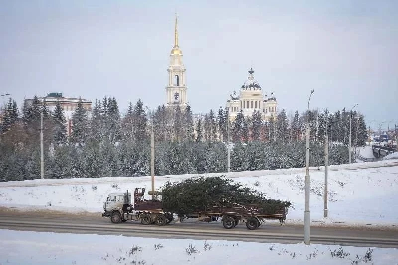 В Рыбинске собирают ели для новогоднего украшения города
