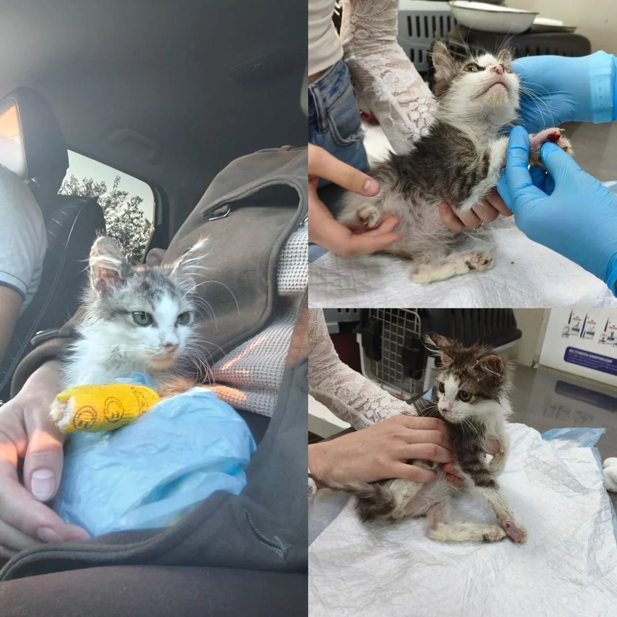 🐾 Снова подкидыш… 🐱💔