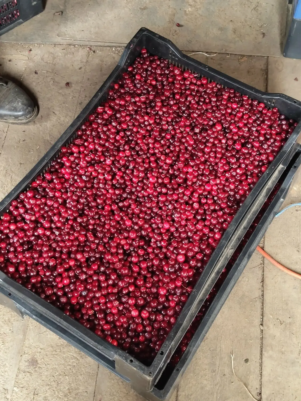 Продам клюкву 3-5тонн, +замороженная 1-1,5тонн.