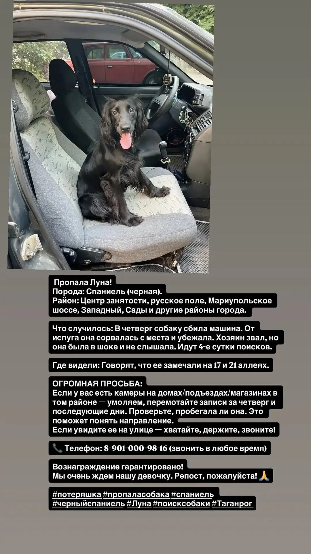 🐕 Пропала собака 01.10.2026. Русский охотничий спаниель чёрного цвета. Кличка Луна. Бы...