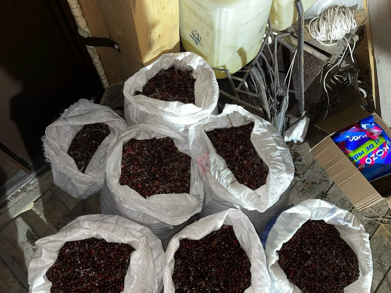 Продам клюкву, свежая. 200р за кг