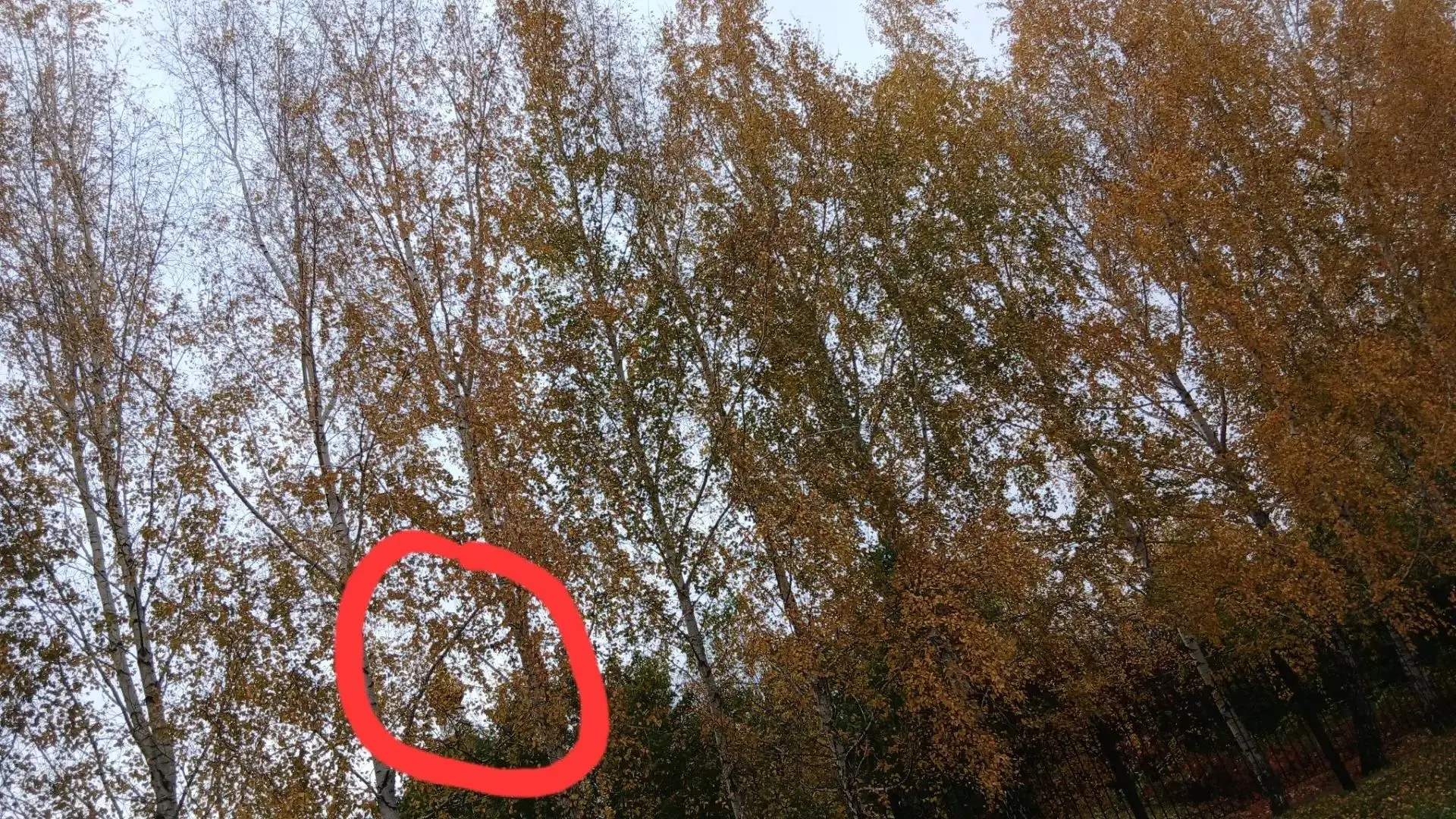 Угадайте, что на фото?