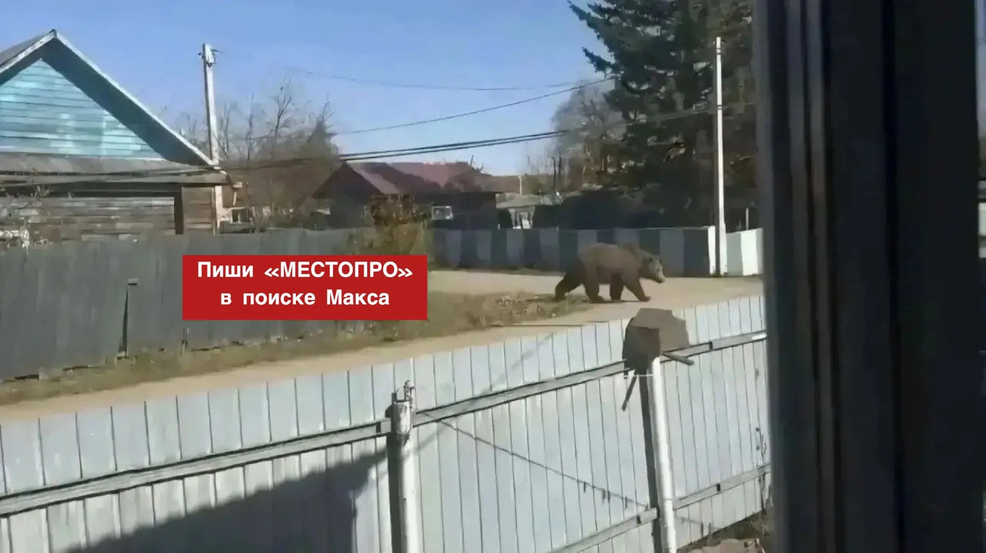 Огромный штраф за шутку над подругой: за фейкового медведя амурчанка заплатила 15 тысяч